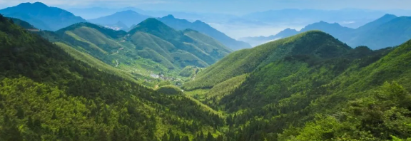 智慧護林有妙招，看太子山如何用科技守護森林